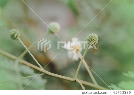 White popinac or horse tamarind flowers White popinac or horse tamarind flowers 41753589