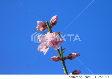 Peach blossom, peach tree, flower Peach blossom, peach tree, flower 41753923