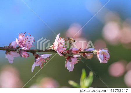 Peach blossom, peach tree, flower Peach blossom, peach tree, flower 41753947
