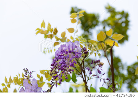 Shilin Official Residence Chinese Wisteria Sinensis Fuji Flower of Shilin Official Residence 41754190