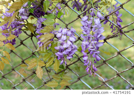 士林官邸紫藤中華花 士林官邸紫藤中華花 41754191