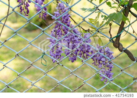 Shilin Official Residence Chinese Wisteria Sinensis Fuji Flower of Shilin Official Residence 41754193