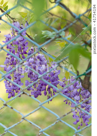 士林官邸紫藤中華花 士林官邸紫藤中華花 41754194