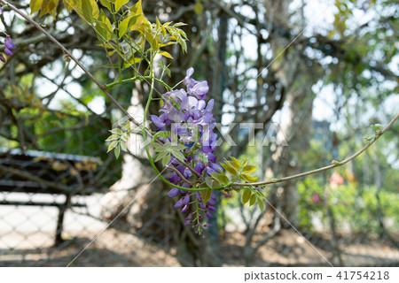 士林官邸紫藤中華花 士林官邸紫藤中華花 41754218