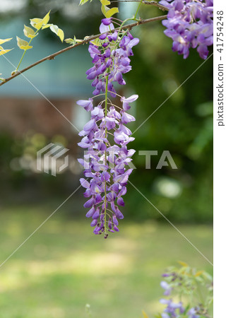 士林官邸紫藤中華花 士林官邸紫藤中華花 41754248