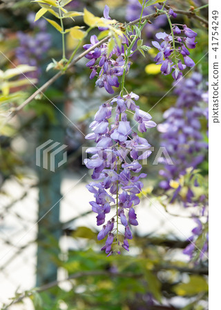 士林官邸紫藤中華花 士林官邸紫藤中華花 41754249