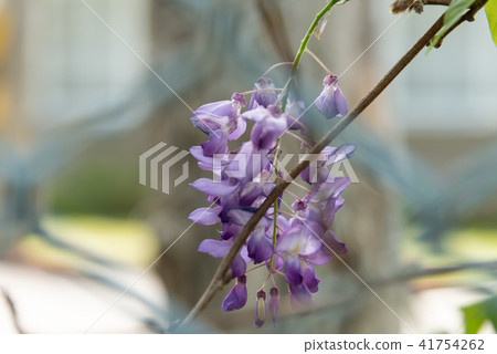 Shilin Official Residence Chinese Wisteria Sinensis Fuji Flower of Shilin Official Residence 41754262