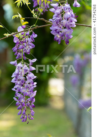 Shilin Official Residence Chinese Wisteria Sinensis Fuji Flower of Shilin Official Residence Shilin Official Residence Chinese Wisteria Sinensis Fuji Flower of Shilin Official Residence 41754268