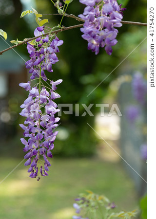 士林官邸紫藤中華花 士林官邸紫藤中華花 41754270