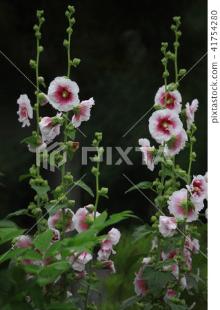 Tachia ooi # 04 Tachia ooi # 04 41754280