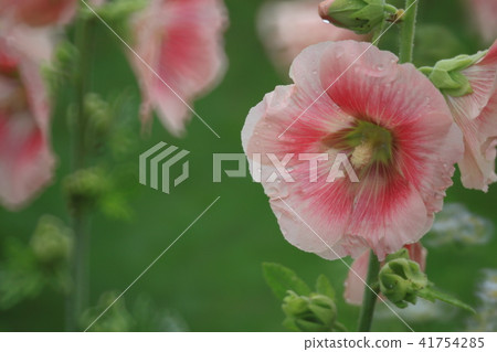 Tachia ooi # 09 41754285