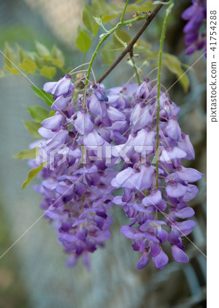 士林官邸紫藤中華花 士林官邸紫藤中華花 41754288