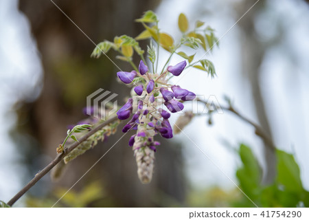 Shilin Official Residence Chinese Wisteria Sinensis Fuji Flower of Shilin Official Residence 41754290