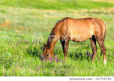 Wild horse grazes in the sunlit meadow Wild horse grazes in the sunlit meadow 41754338