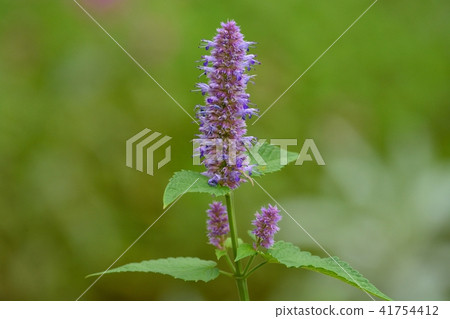 Anise Hisop 41754412