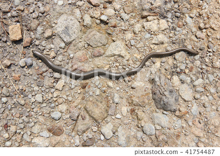Blind worm on stony ground Blind worm on stony ground 41754487