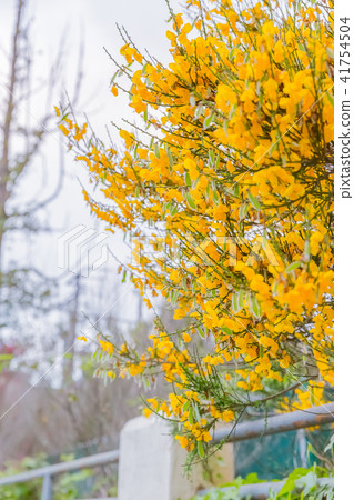 埃爾卡拉法特 埃爾卡拉法特 41754504