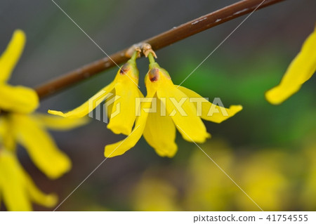 Forsythia 41754555