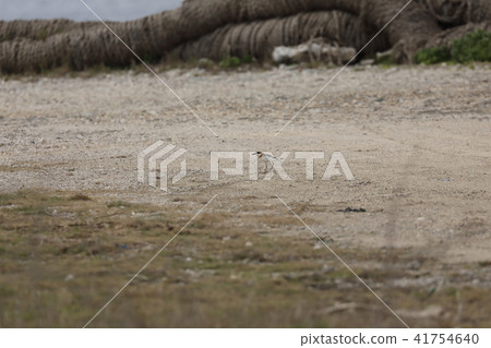 Fresh omelette Fresh omelette 41754640