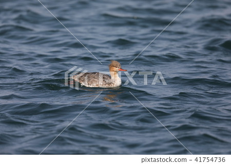 Female fish 41754736