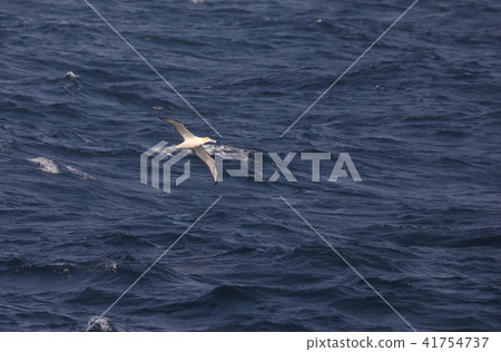 Albatross adults Albatross adults 41754737