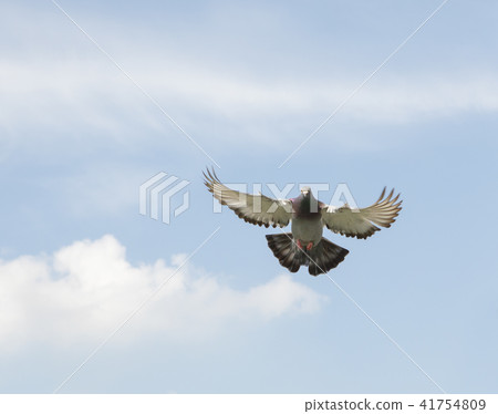 speed racing pigeon flying against clear blue sky speed racing pigeon flying against clear blue sky 41754809