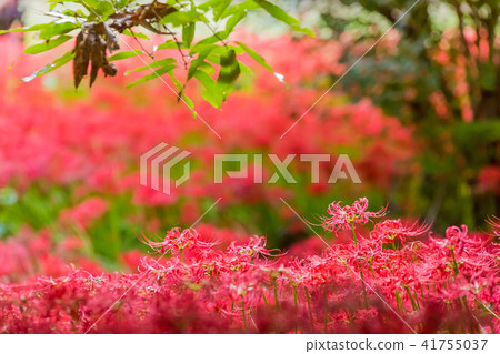 Cluster amaryllis 41755037