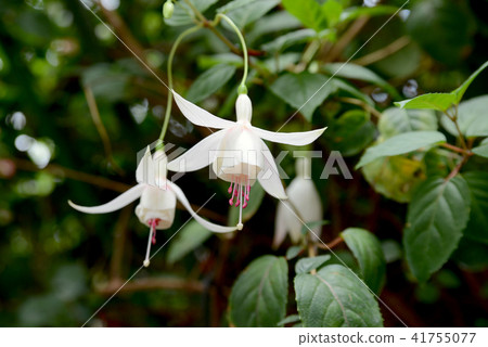 White Hokusha 41755077