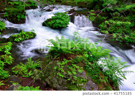 Oirase stream of early summer 41755185