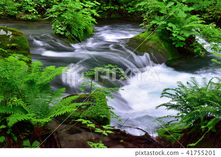 Oirase stream of early summer Oirase stream of early summer 41755201