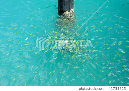 魚,魚游,自然 41755325