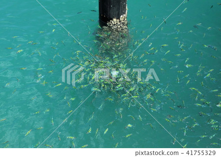 魚,魚游,自然 41755329
