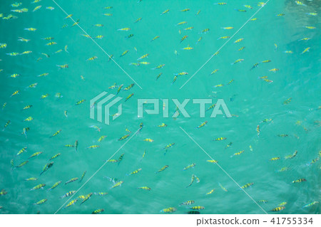 魚,魚游,自然 41755334