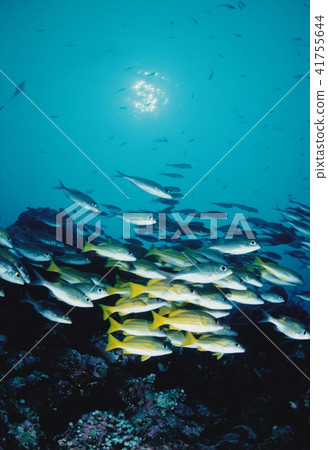 Flock of Yosugefedai 41755644