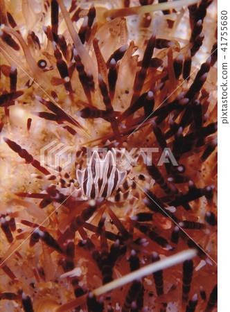 Zebra crab Zebra crab 41755680