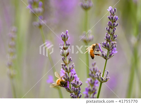 Lavender and bees 41755770