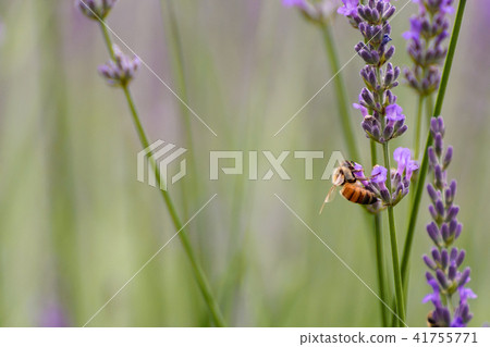 Lavender and bees 41755771