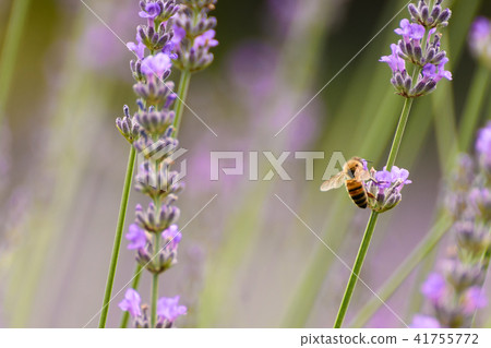 Lavender and bees Lavender and bees 41755772