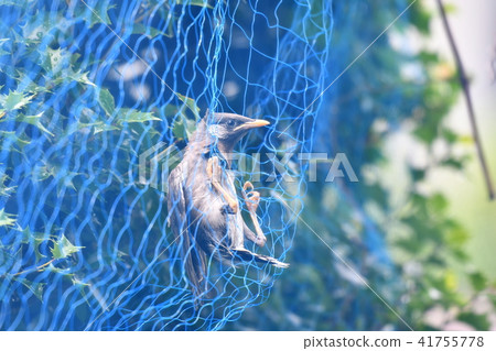 鳥類保護網·Mukudori 41755778