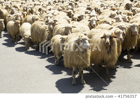 Flock of sheep on the highway Flock of sheep on the highway 41756357