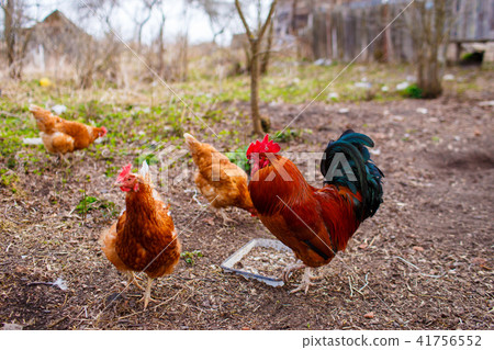 Domestic hens and rooster eating grains in spring 41756552