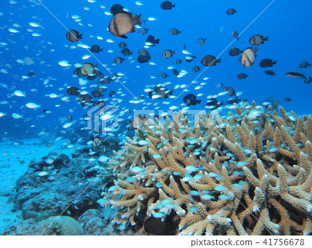 Summer, underwater landscape, group of debass damselfish Summer, underwater landscape, group of debass damselfish 41756678