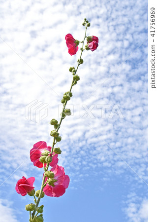 Tatiaoi（Toshio） 41756969