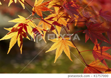Autumn leaves (maple) 41757000
