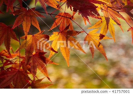 秋葉（楓） 41757001