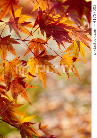 Autumn leaves (maple) 41757002
