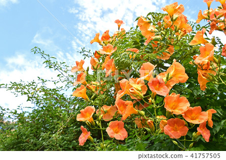Nausua Kazura (Ling Flower) 41757505