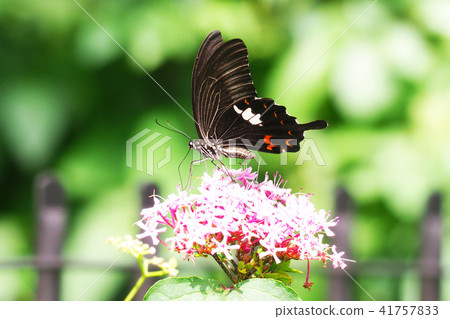 Monkeyeageha 41757833