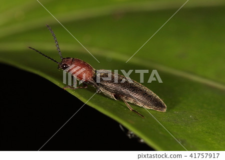 生物昆蟲猩紅色蟋蟀，紅頭甲蟲和胸部智能外觀。它似乎是南方的 41757917