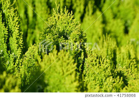 Focusing on the leaves around the apex of a conical coniferous tree at the center of the screen, photographs taken with soft focus 41758008